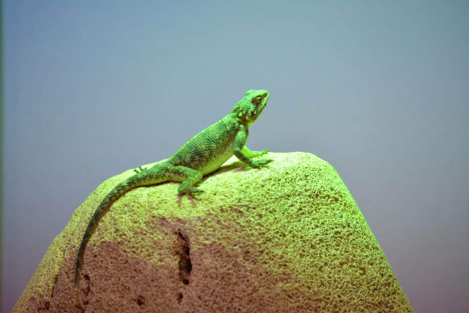 Reptile background gecko