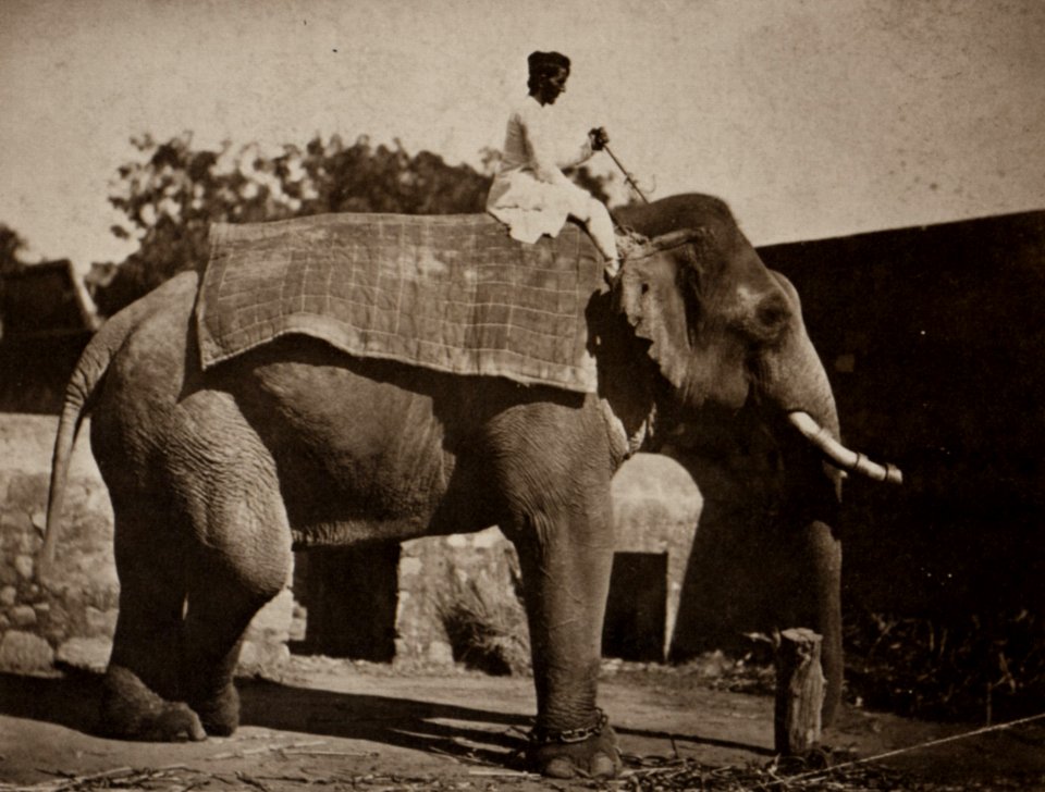 Dayal, Raja Lala Deen - Elefant mit Mahout (Zeno Fotografie)