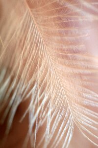 Feather texture structure photo