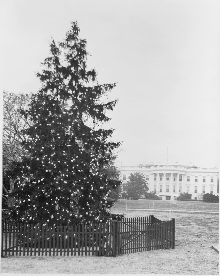 Daytime view of the White House Christmas Tree with the White House in the background. It is the day of the... - NARA - 199670 photo