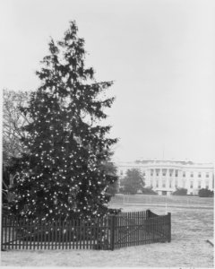 Daytime view of the White House Christmas Tree with the White House in the background. It is the day of the... - NARA - 199670