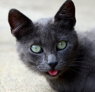 Cat animal pet