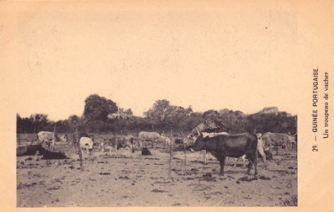 DC - DAL No 29 - Guinee Portugaise - Un troupeau de vaches