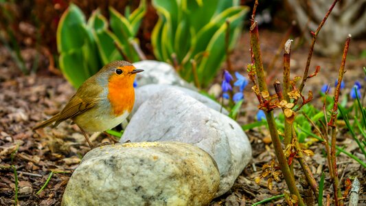 Singer songbirds garden
