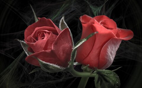 Romance nature plant