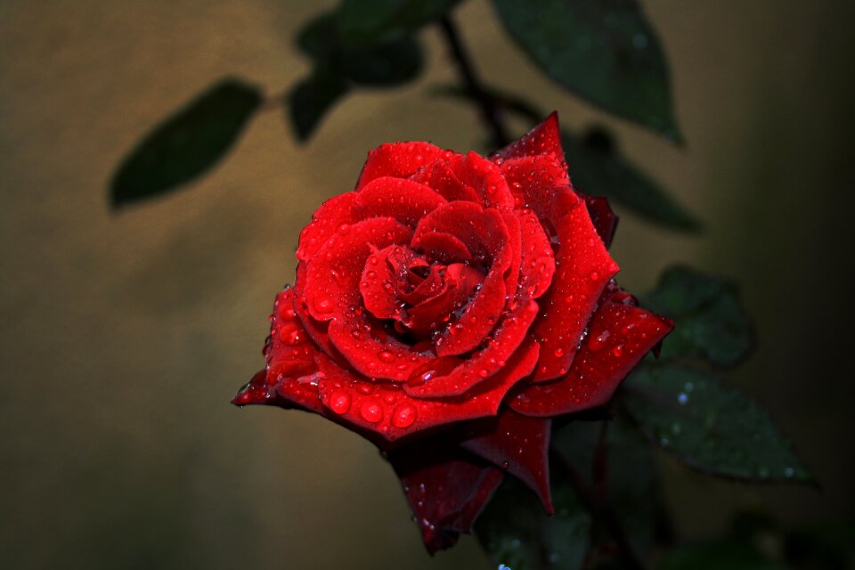Nature rose blooms red