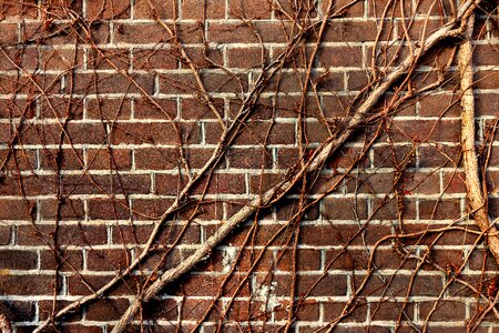 Creeper bare branch brown brick wall