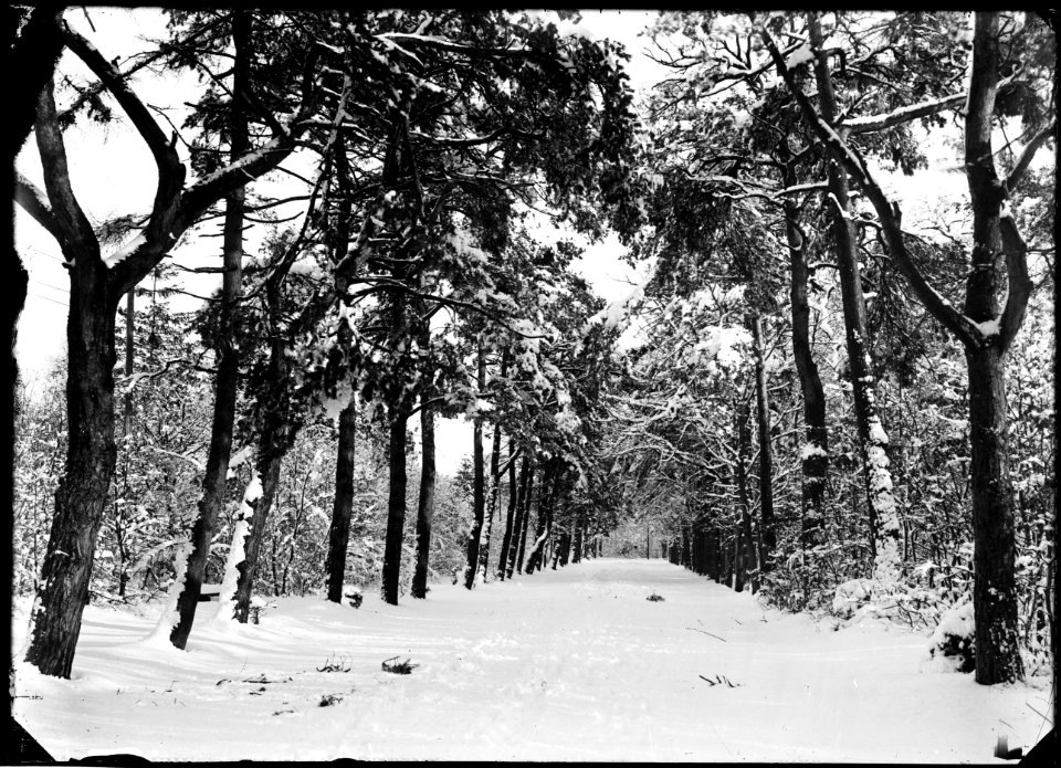 De Sparrenlaan in de winter - Regionaal Archief Alkmaar - FO1400058