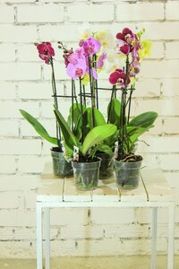 Ornamental plant indoor plant houseplants photo