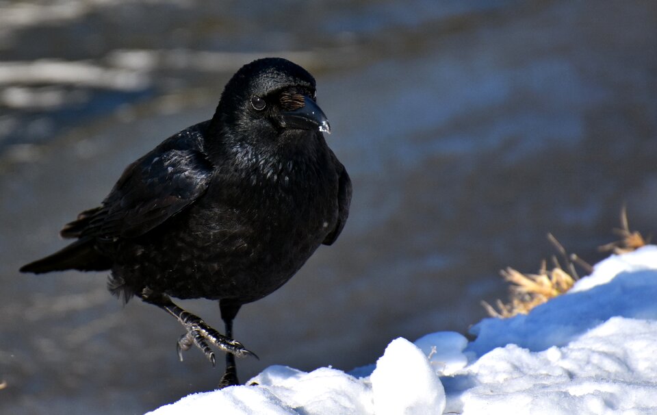 Winter cold raven bird photo