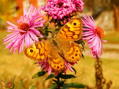 Butterfly day plant animals