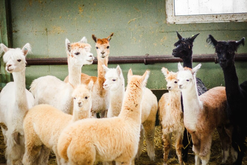 Beige black breeding