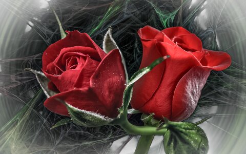 Love give romance