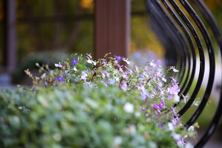 Flowers lobelia beds