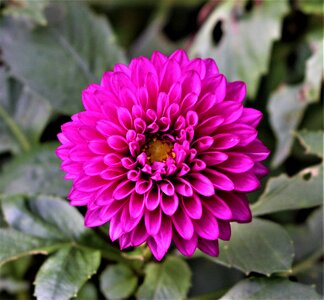 Plant garden nodule