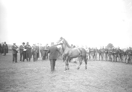 Die Jury bei der Bewertung eines Pferdes am Marché-Concours des Chevaux - CH-BAR - 3239949