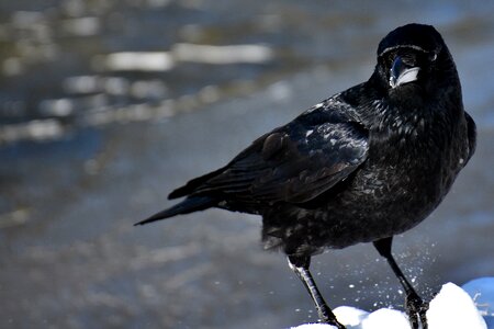 Winter cold raven bird photo