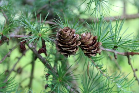 Sprig larch needles larch cones