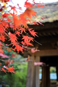 Autumn fall trees