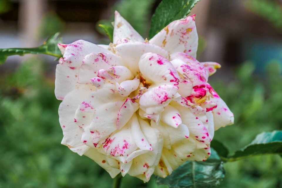 Rose bloom garden beauty