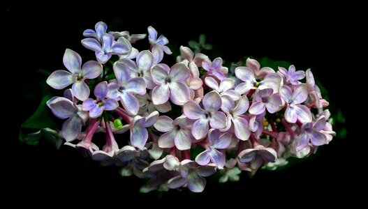 Plant nature floral