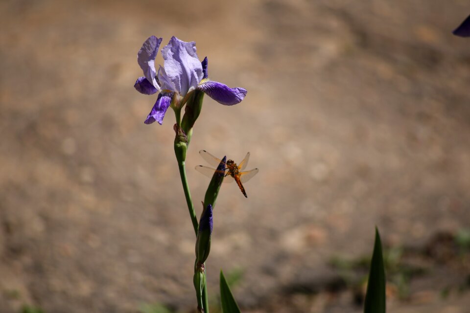 Krupnyj plan beautiful beautiful flower