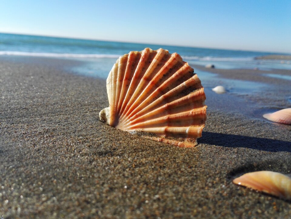 Sea sand exoskeleton
