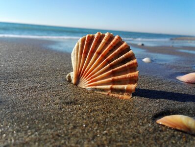 Sea sand exoskeleton