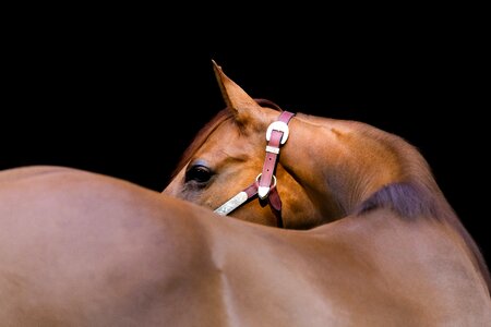 Horse with black background quarter portrait