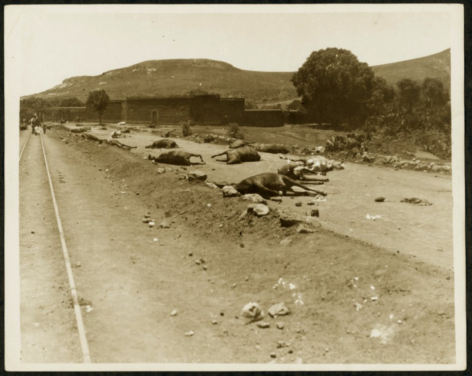 Dead horses lying on the road during the Mexican Revolution LCCN2009631416