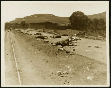 Dead horses lying on the road during the Mexican Revolution LCCN2009631416