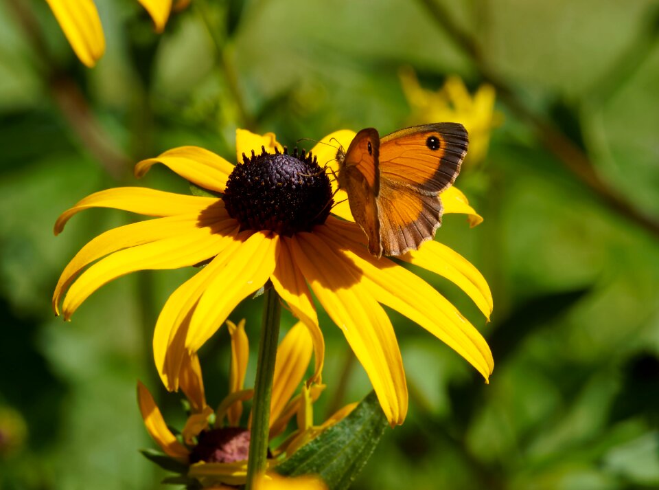 Nature forage flying insect