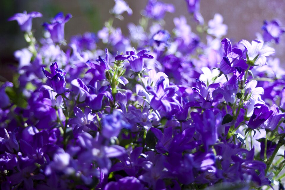 Garden summer blooming