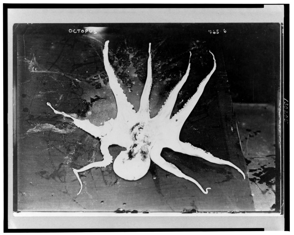 Dead octopus with arms spread LCCN2002706806