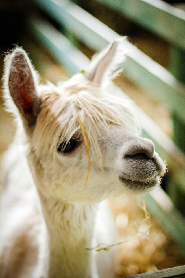 Camelid closeup cute