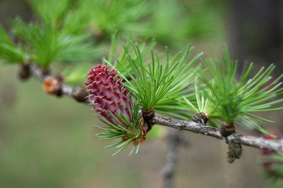 Spring cone was born deciduous pine