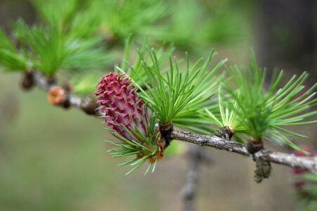 Spring cone was born deciduous pine