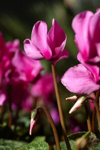 Color purple daisies nature photo