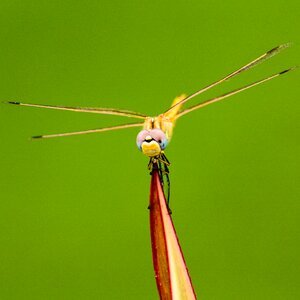 Invertebrate wildlife wing photo