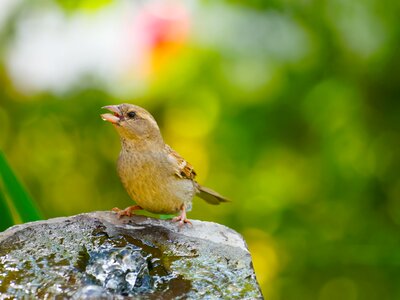 House sparrow ornithology macro photo