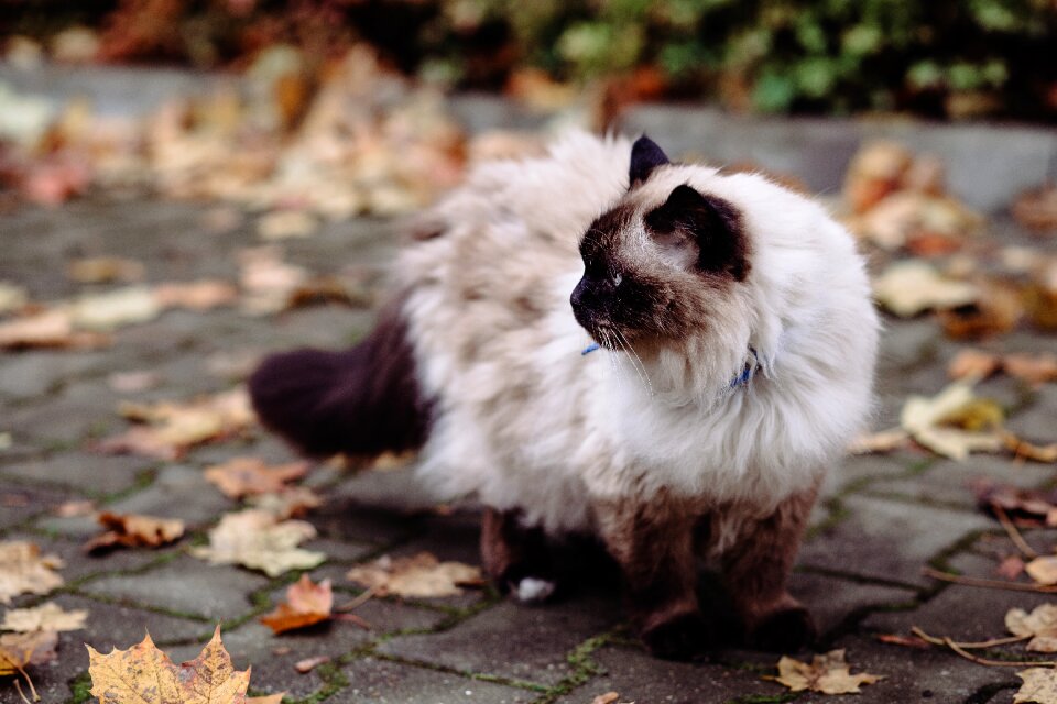Beige birman breed