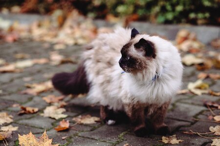 Beige birman breed