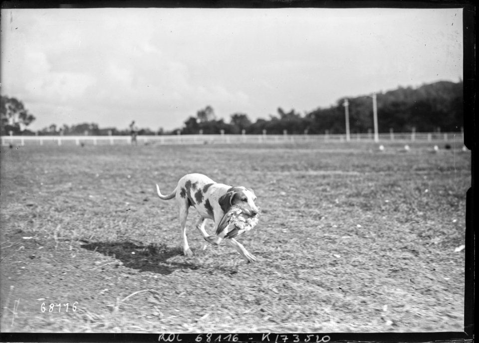 Deauville - 1921 - un chien de chasse rapporte un pigeon