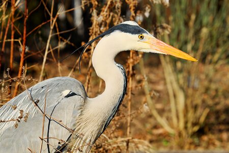 Grey hunter eastern photo