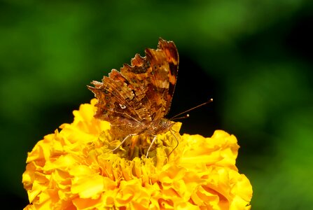 Insect lepidoptera polygonia c-album