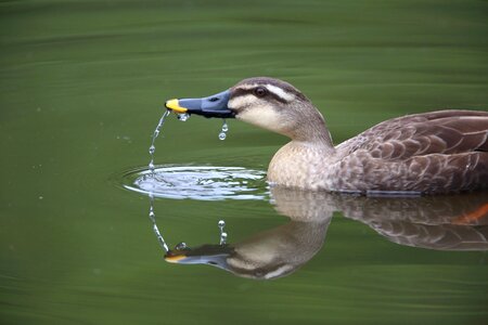 Animal fly water
