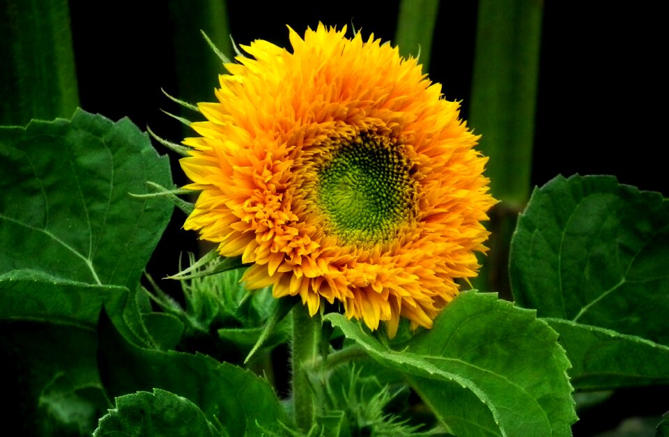 Ornamental sunflower leaf closeup
