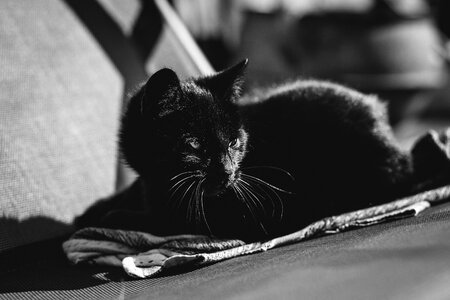 Beautiful black cat photo