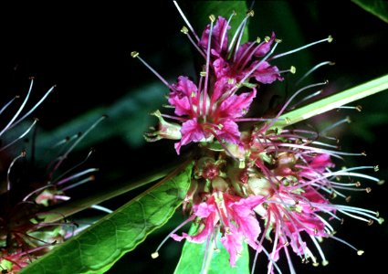 Decodon verticillatus NRCS-1