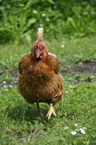 Garden plumage poultry